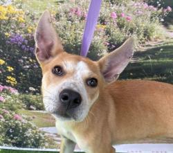 Shelter Stray Female Dog last seen Longmire Dr & Valley View Dr, City of College Station, TX, 5359 Leonard Rd, Bryan, TX 77807, USA