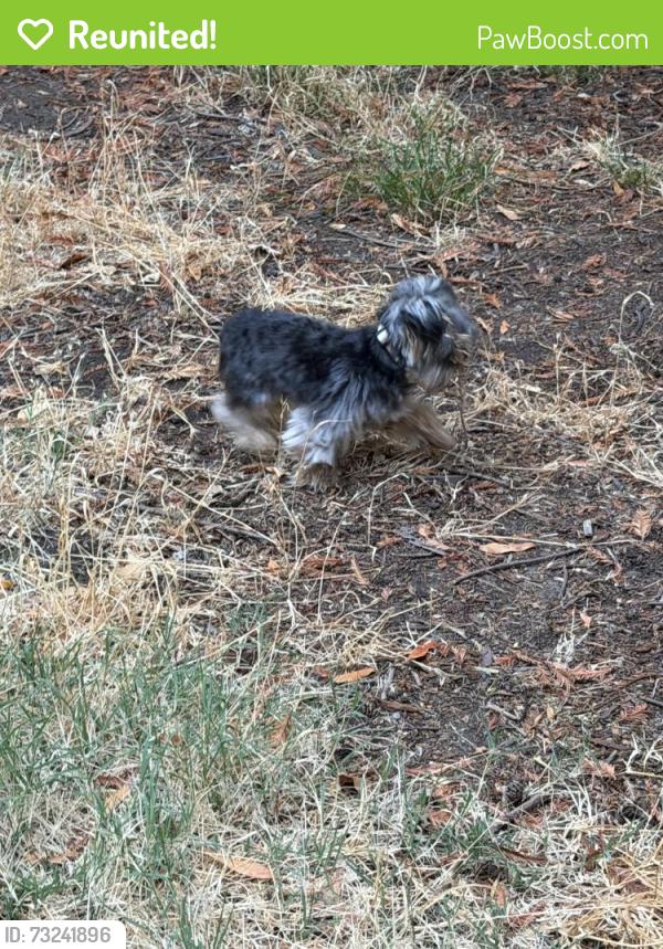 Reunited Unknown Dog last seen Olema almost to west sir Francis drake intersection, Fairfax, CA 94930