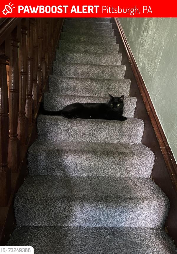 Lost Female Cat last seen Bridgley street, Pittsburgh, PA 15204