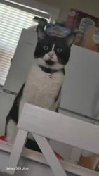 Lost Male Cat last seen Beuna vista blvd Gulf ave, Panama City, FL 32401