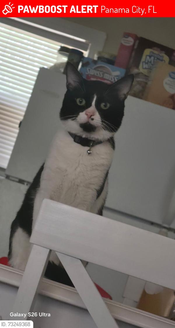 Lost Male Cat last seen Beuna vista blvd Gulf ave, Panama City, FL 32401