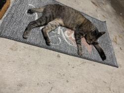 Found/Stray Female Cat last seen Marquis at Stonegate apmt Complex, Fort Worth, TX 76109
