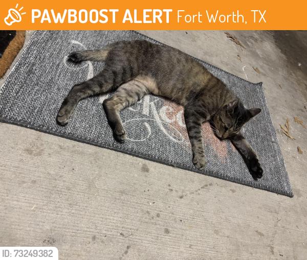 Found/Stray Female Cat last seen Marquis at Stonegate apmt Complex, Fort Worth, TX 76109