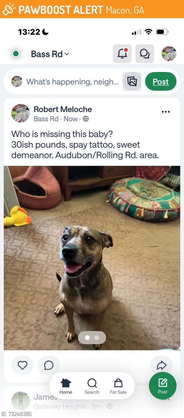 Found/Stray Female Dog last seen Clairmont Place, Macon, GA 31204