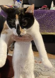 Reunited Female Cat last seen Warfield Road, Gaithersburg, MD 20882