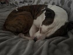 Reunited Male Dog last seen Commercial way, Spring Hill, FL 34606