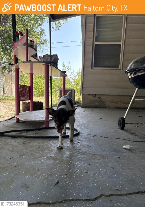 Found/Stray Male Dog last seen Blue bonnet cafe, Haltom City, TX 76117