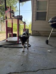 Found/Stray Male Dog last seen Blue bonnet cafe, Haltom City, TX 76117