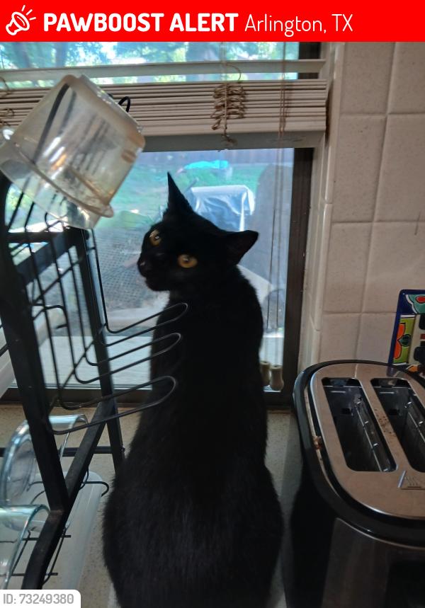 Lost Female Cat last seen Kelly Elliott, Arlington, TX 76017