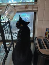 Lost Female Cat last seen Kelly Elliott, Arlington, TX 76017