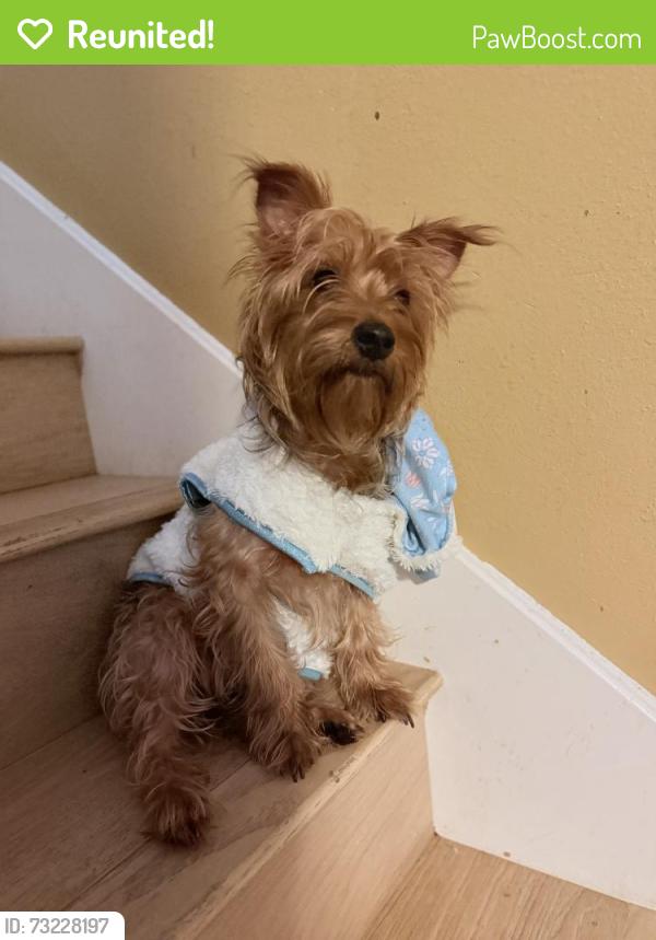 Reunited Female Dog last seen Rankin Rd, Humble, TX 77396