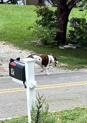 Found/Stray Male Dog last seen Oakdale and Monte vista, Buncombe County, NC 28715