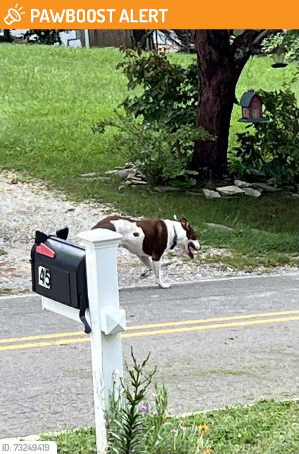 Found/Stray Male Dog last seen Oakdale and Monte vista, Buncombe County, NC 28715