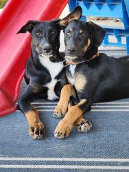 Reunited Female Dog last seen Redlands ave, Hesperia, CA 92345