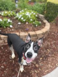 Shelter Stray Male Dog last seen Clairmont Mesa Boulevard, San Diego, CA, 92117, 5500 Gaines St, San Diego, CA 92110, USA