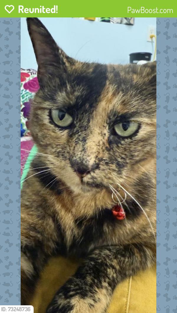 Reunited Female Cat last seen Near Street, Torrance, CA 90503