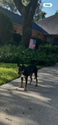 Found/Stray Unknown Dog last seen Texas Laurel, Atascocita, TX 77346