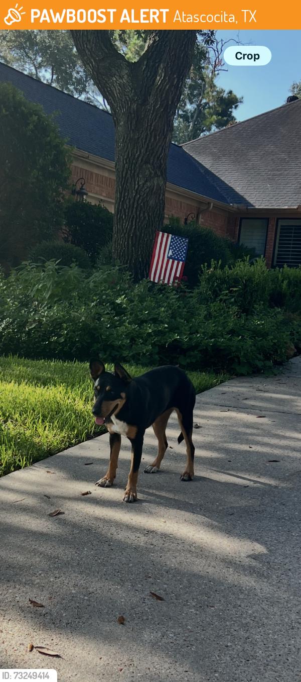 Found/Stray Unknown Dog last seen Texas Laurel, Atascocita, TX 77346