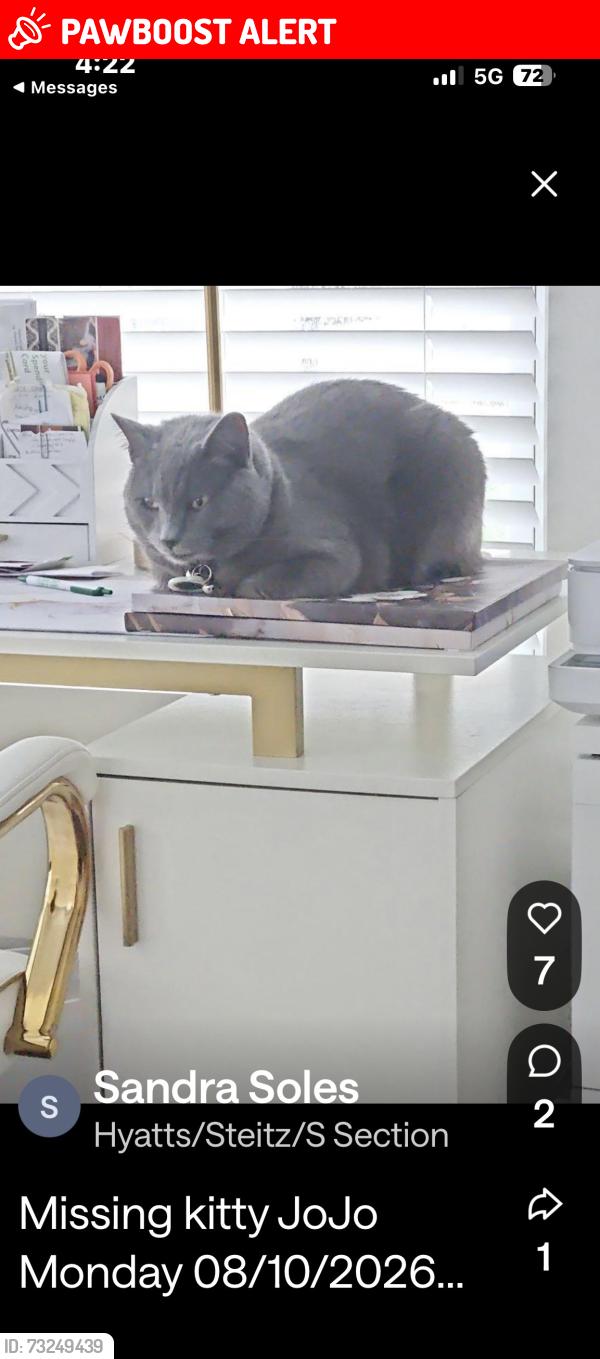 Lost Male Cat last seen The courtyard at Hyatts Villlage, Liberty Township, OH 43065