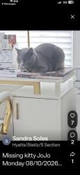 Lost Male Cat last seen The courtyard at Hyatts Villlage, Liberty Township, OH 43065