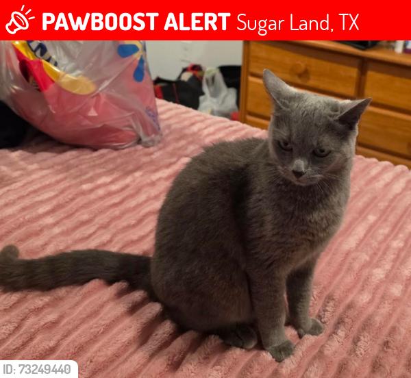 Lost Female Cat last seen Pebbledowne Cir and Rosstown, Sugar Land, TX 77478