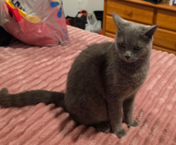 Lost Female Cat last seen Pebbledowne Cir and Rosstown, Sugar Land, TX 77478