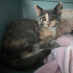 Shelter Stray Female Cat last seen , 825 W Jefferson St, Tipton, IN 46072, USA