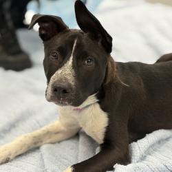 Shelter Stray Male Dog last seen , Animal Care & Control Team of Philly, 111 W Hunting Park Ave, Philadelphia, PA 19140, USA
