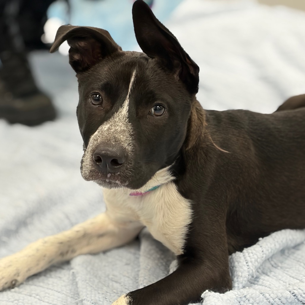 Shelter Stray Male Dog last seen , Animal Care & Control Team of Philly, 111 W Hunting Park Ave, Philadelphia, PA 19140, USA