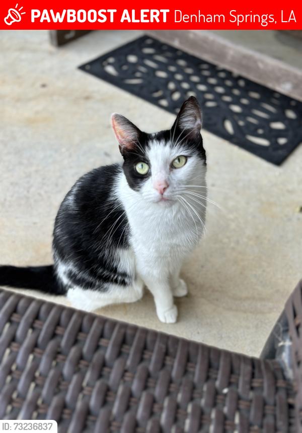 Lost Female Cat last seen Easterly Lakes, Watson, Denham Springs, LA 70706