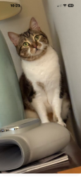 Lost Male Cat last seen In Brittany on Frontenac Court & Woodrow, Atlanta, GA 30319