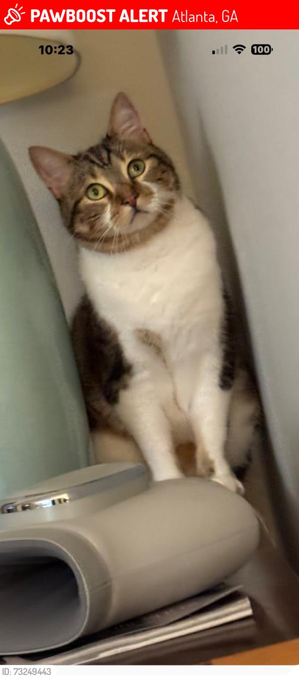 Lost Male Cat last seen In Brittany on Frontenac Court & Woodrow, Atlanta, GA 30319