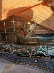 Found/Stray Unknown Cat last seen Benedict sports complex, Tempe, AZ 85283