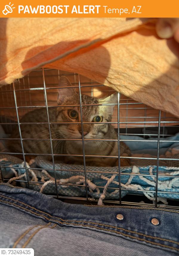 Found/Stray Unknown Cat last seen Benedict sports complex, Tempe, AZ 85283