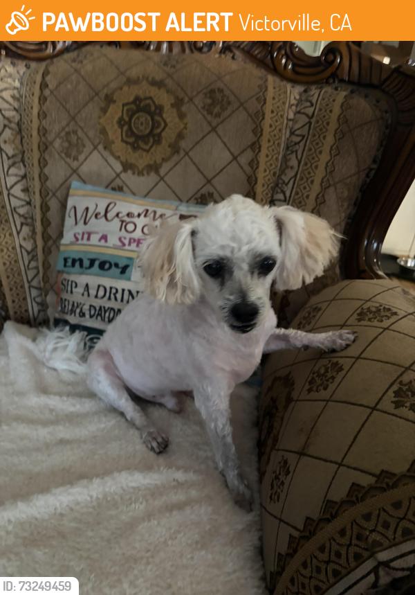 Found/Stray Male Dog last seen Papago and hopland st Victorville ca, Victorville, CA 92394