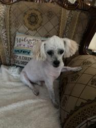 Found/Stray Male Dog last seen Papago and hopland st Victorville ca, Victorville, CA 92394