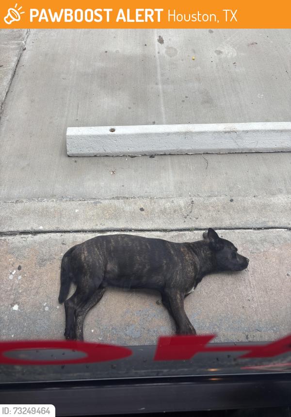 Found/Stray Male Dog last seen vape city, Houston, TX 77037