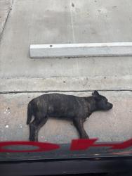 Found/Stray Male Dog last seen vape city, Houston, TX 77037