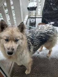 Lost Female Dog last seen Next to Abrams Creek campground, Tallassee, TN 37878