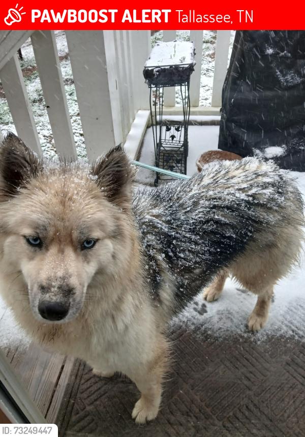 Lost Female Dog last seen Next to Abrams Creek campground, Tallassee, TN 37878