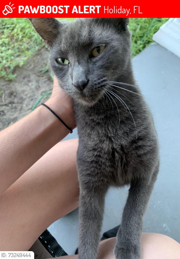Lost Female Cat last seen Harpoon Drive & Spanish Trail (near Grand Blvd) Holiday Fl, Holiday, FL 34690