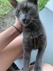 Lost Female Cat last seen Harpoon Drive & Spanish Trail (near Grand Blvd) Holiday Fl, Holiday, FL 34690