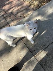 Reunited Unknown Cat last seen Glenhurst Avenue and Garden Avenue, Los Angeles, CA 90039