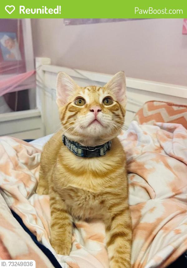 Reunited Male Cat last seen Dalrock Road, Princeton Road, Waterview Neighborhood, Rowlett, TX 75089
