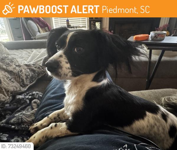 Found/Stray Female Dog last seen Food Lion on Augusta Rd, Piedmont, SC 29673