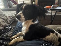 Found/Stray Female Dog last seen Food Lion on Augusta Rd, Piedmont, SC 29673