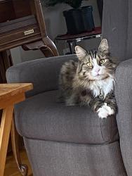 Lost Male Cat last seen Near Honore Mercier 2am, Vaudreuil-Dorion, QC J7V 8P5