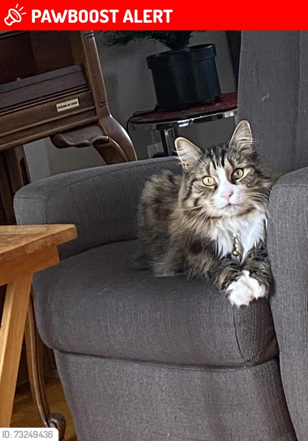 Lost Male Cat last seen Near Honore Mercier 2am, Vaudreuil-Dorion, QC J7V 8P5