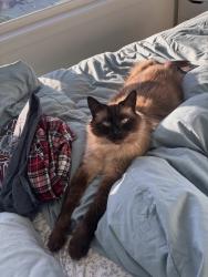 Lost Male Cat last seen Swallow Drive and Pheasant Drive, Surrey, BC V3R 4X6