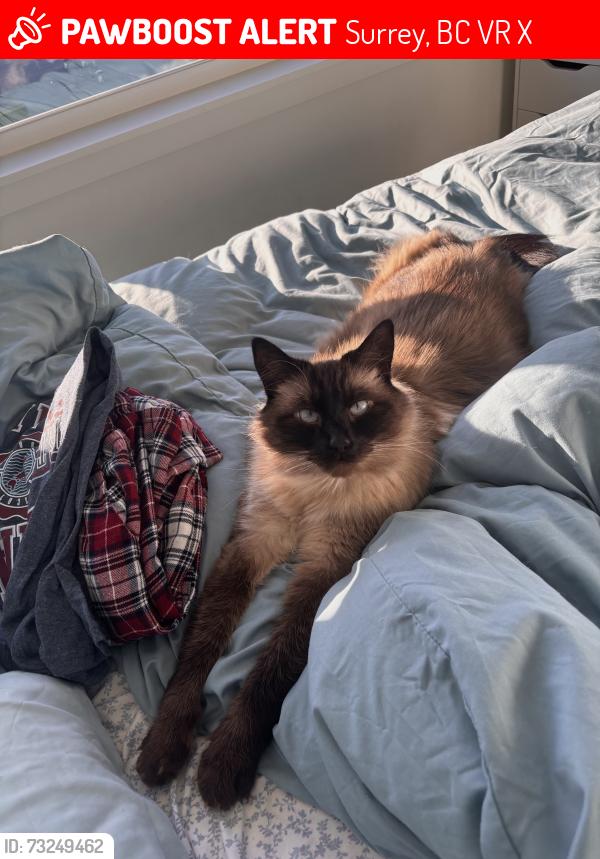 Lost Male Cat last seen Swallow Drive and Pheasant Drive, Surrey, BC V3R 4X6